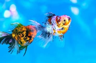 龍魚養幾條好旺財:養幾條龍魚被認為是旺財的好方法 龍魚百科 第5張 龍魚養幾條好旺財:養幾條龍魚被認為是旺財的好方法 龍魚養幾條好旺財:養幾條龍魚被認為是旺財的好方法 龍魚百科 第5張