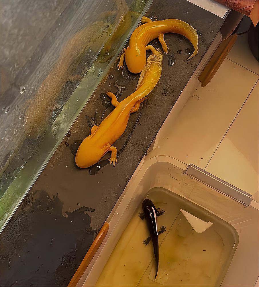 六角恐龍魚細菌感染會自愈嗎？