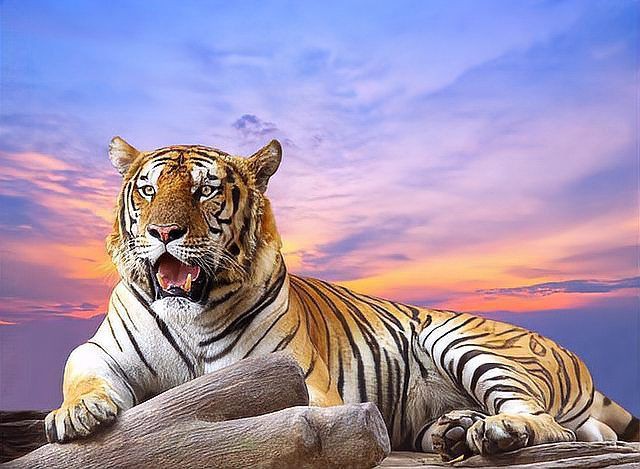 老虎是中國(guó)本土動(dòng)物嗎