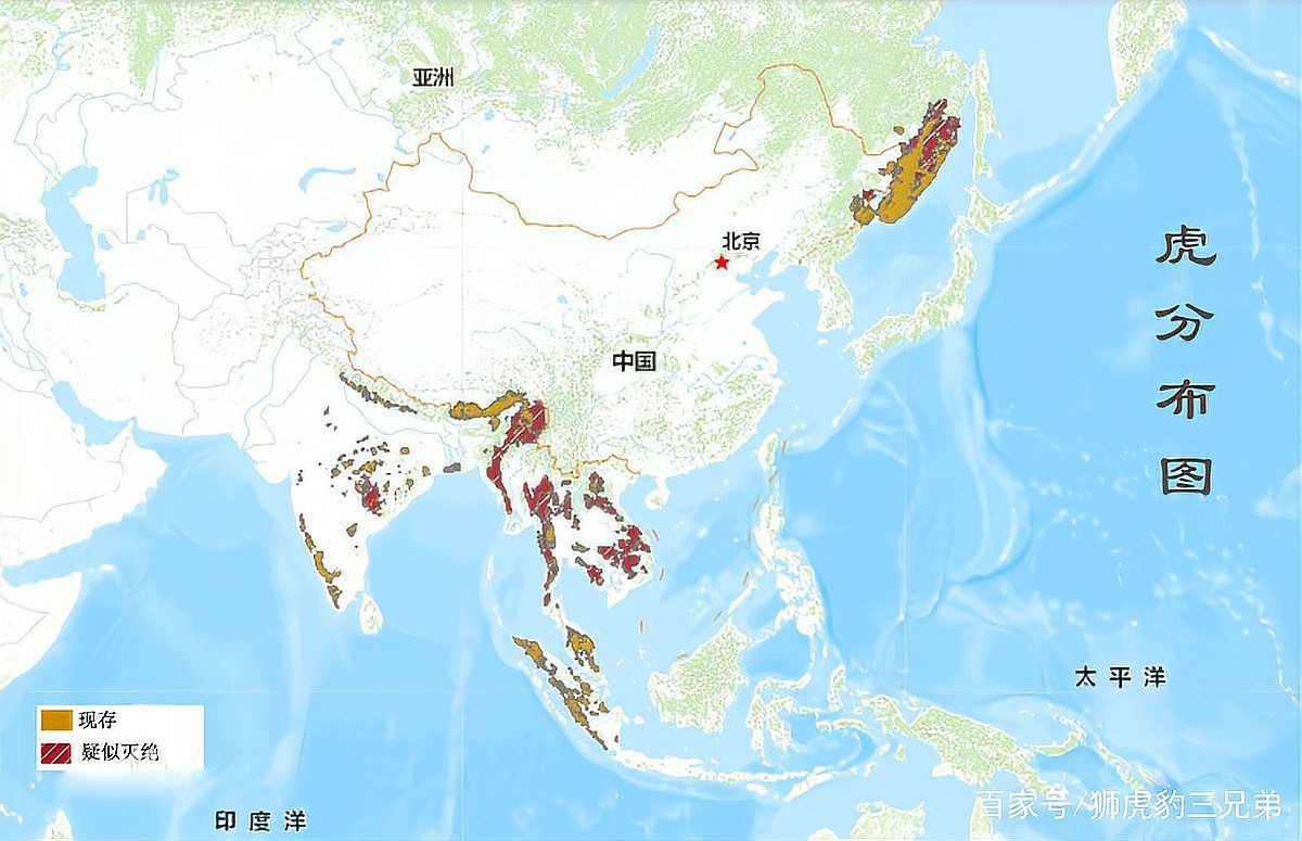 老虎是中國(guó)本土動(dòng)物嗎