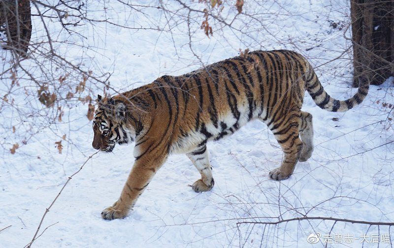 老虎是中國(guó)本土動(dòng)物嗎