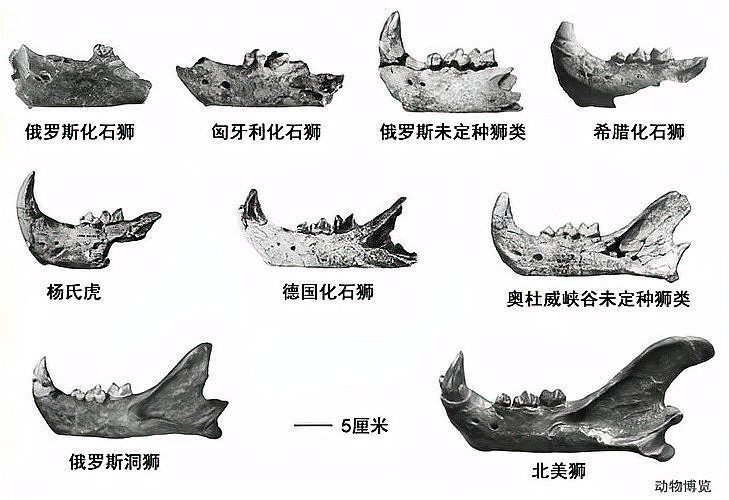 老虎是中國(guó)本土動(dòng)物嗎
