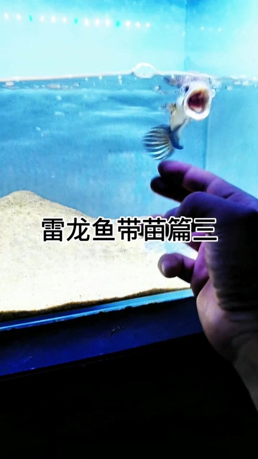 七彩雷龍魚苗喂什么好