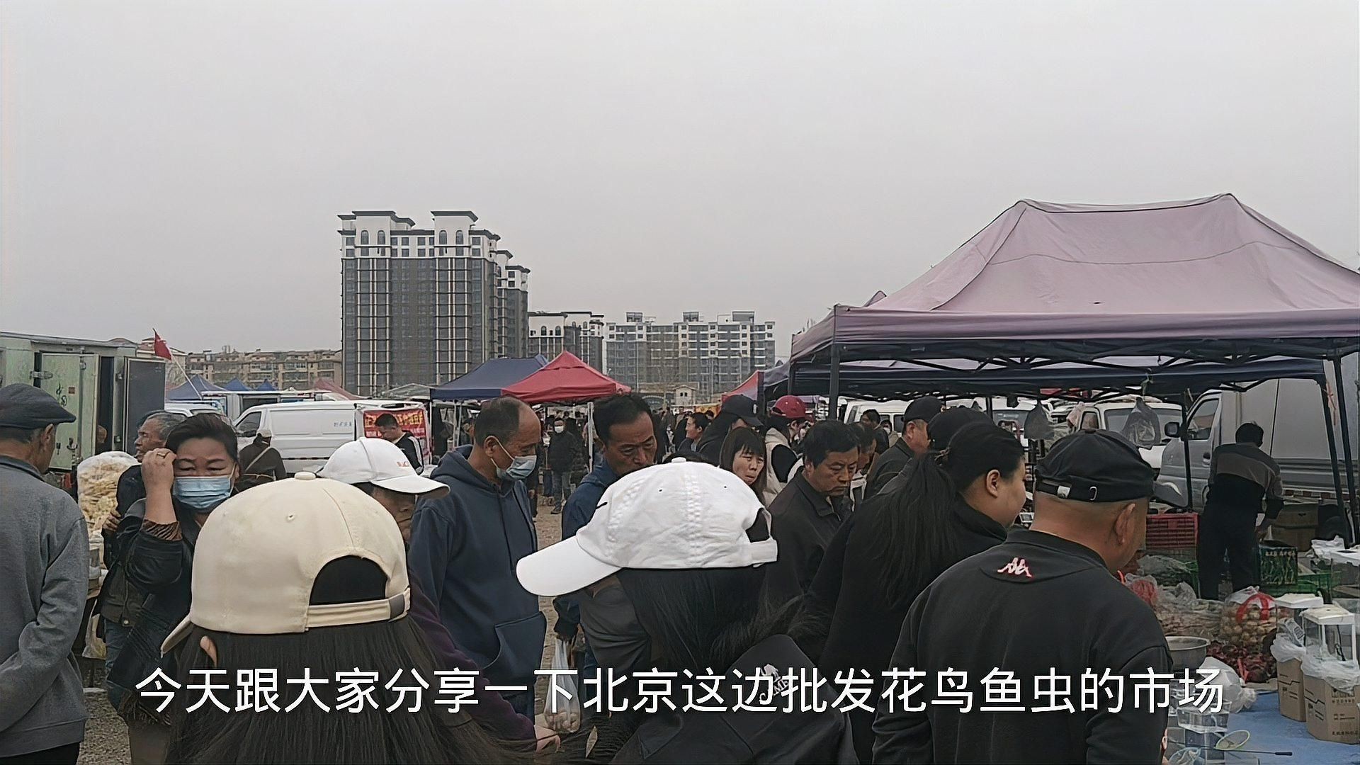 觀賞魚批發(fā)市場常見品種