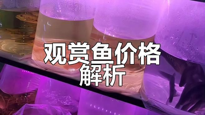 觀賞魚批發(fā)市場常見品種