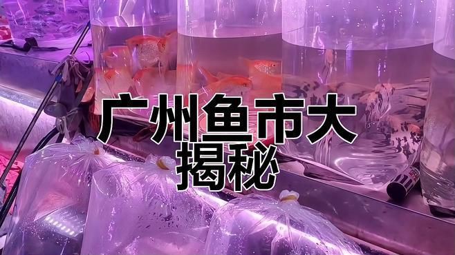 觀賞魚批發(fā)市場常見品種