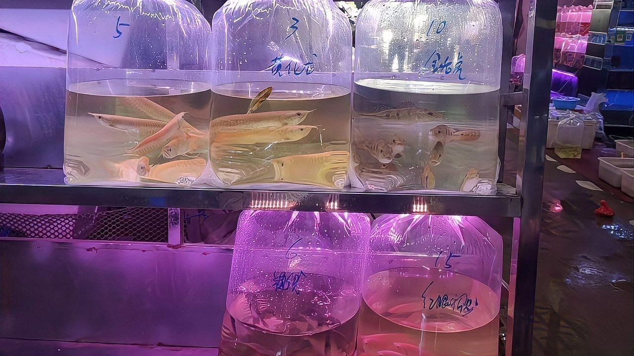 觀賞魚批發(fā)市場常見品種