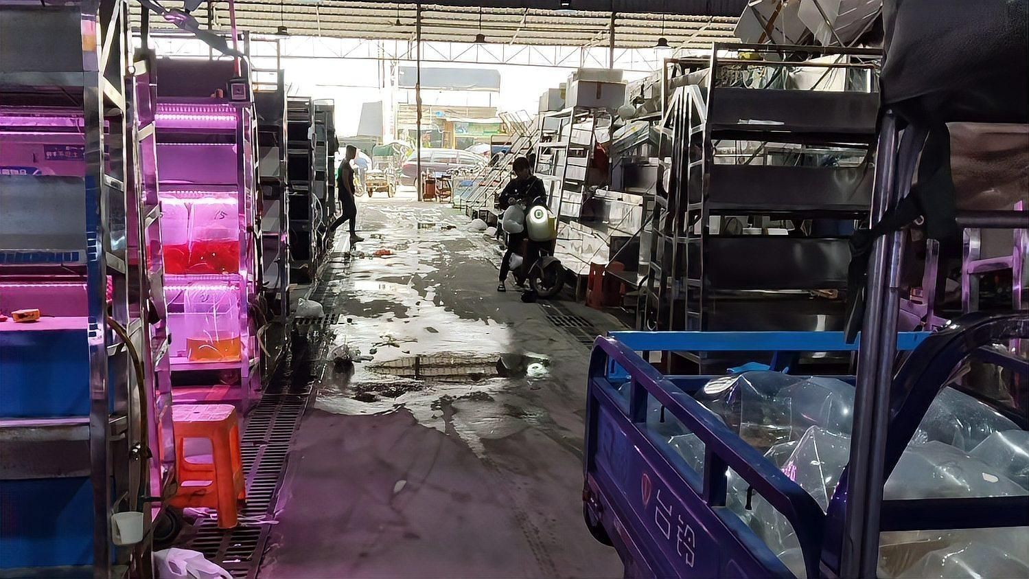 觀賞魚批發(fā)市場常見品種