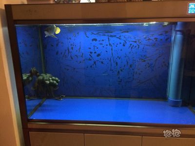 龍魚(yú)市場(chǎng)的前景如何呢
