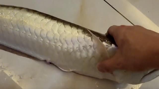 金龍魚死亡照片（金龍魚死亡可能由多種因素引起）