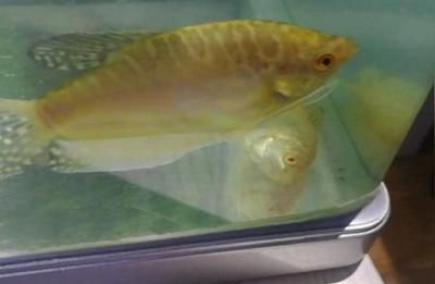 龍魚突然翻身暴斃是什么意思?(龍魚突然翻身暴斃是一個復(fù)雜的現(xiàn)象,可能是多種原因引起) 龍魚百科 第5張 龍魚突然翻身暴斃是什么意思?(龍魚突然翻身暴斃是一個復(fù)雜的現(xiàn)象,可能是多種原因引起) 龍魚突然翻身暴斃是什么意思?(龍魚突然翻身暴斃是一個復(fù)雜的現(xiàn)象,可能是多種原因引起) 龍魚百科 第5張