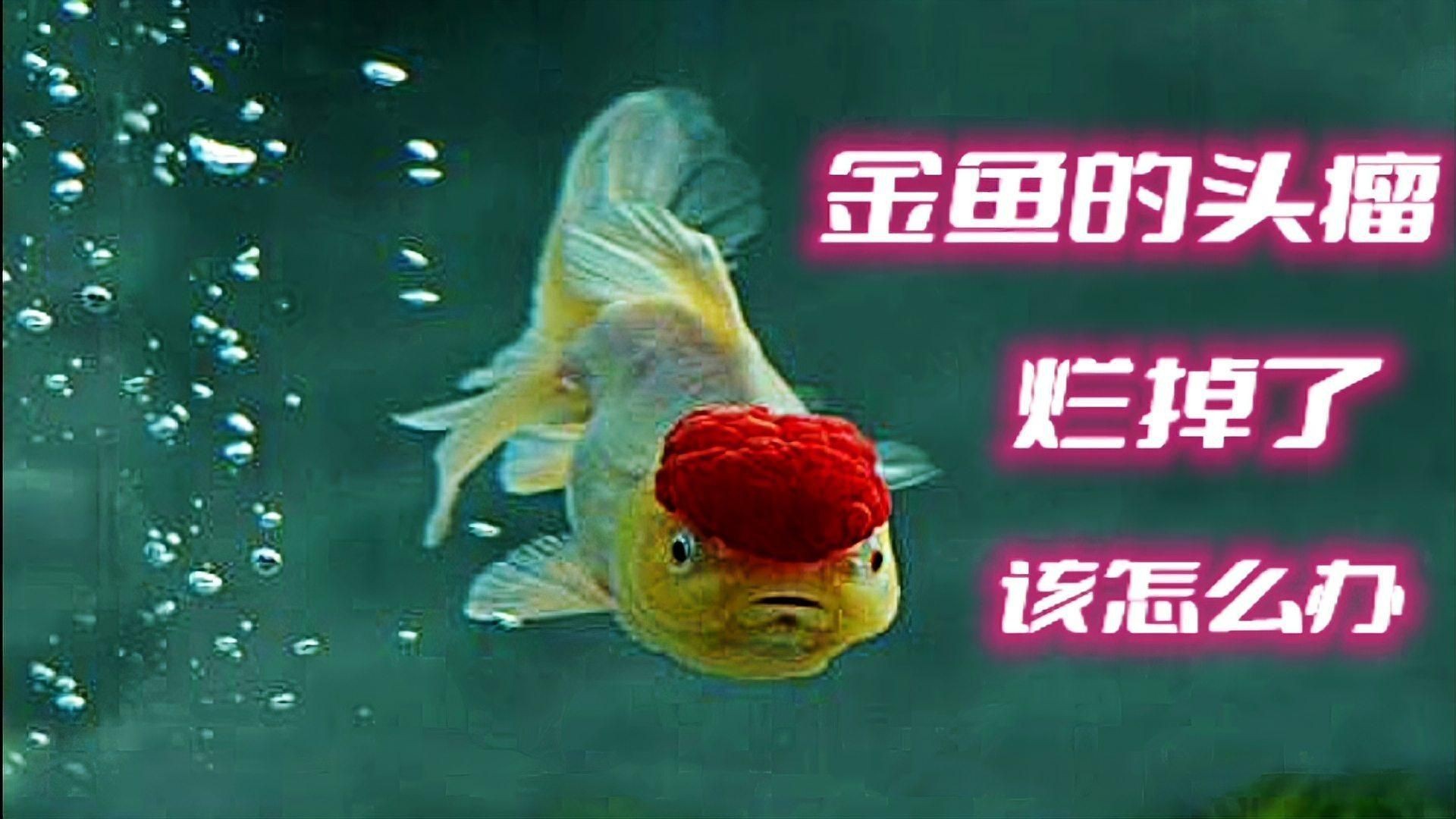 金魚頭瘤潰爛怎么治療
