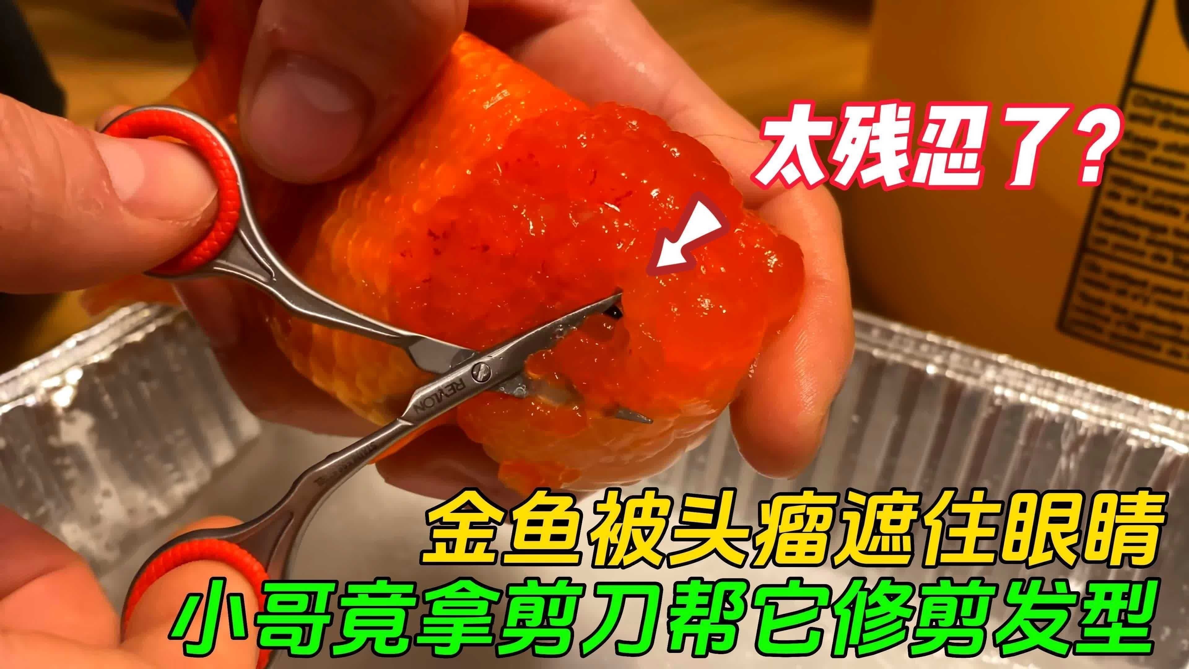 金魚頭瘤潰爛怎么治療
