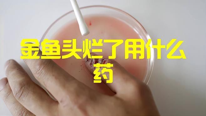 金魚頭瘤潰爛怎么治療