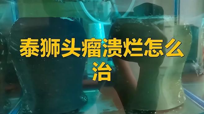 金魚頭瘤潰爛怎么治療