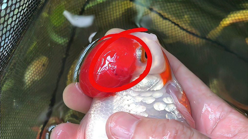 金魚頭瘤潰爛怎么治療