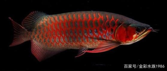 體型最小的龍魚排名前十：體型最小的龍魚排名前十是什么？