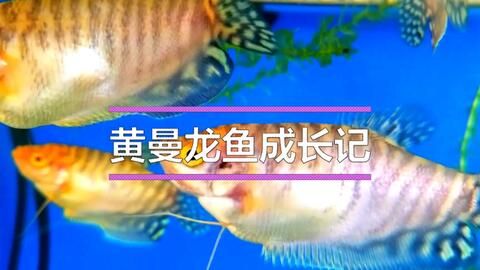 龍魚眼睛大怎么回事：龍魚的眼睛為什么這么大？