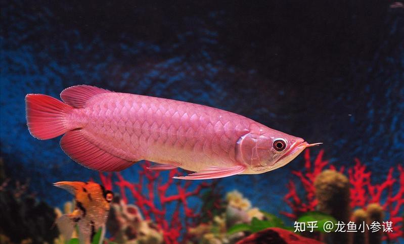 為什么這么多人養龍魚呢知乎