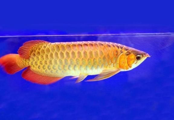幼龍魚怎么養才能養活：小龍魚的飼養方法