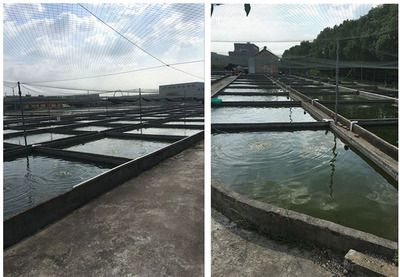 養龍魚需要準備什么東西和材料：養龍魚需要準備什么東西和材料主要包括以下幾個方面