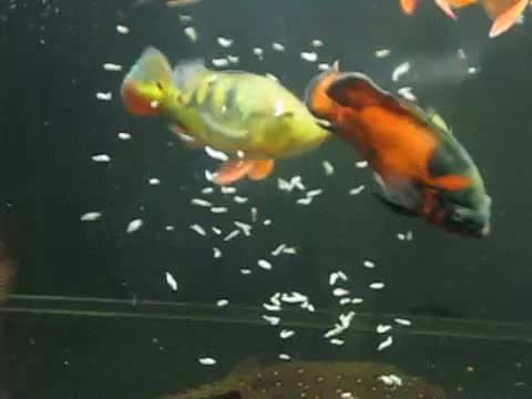 金龍魚用什么魚缸養(yǎng)最好，金龍魚的魚缸選擇