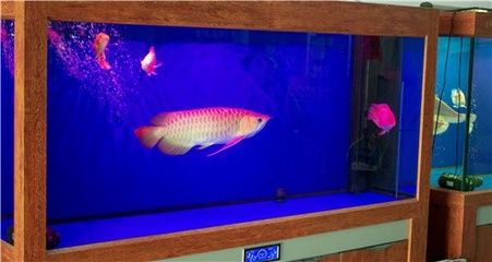 金龍魚用什么魚缸養(yǎng)最好，金龍魚的魚缸選擇