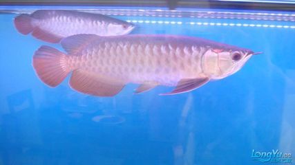 如何養金龍魚苗長得快一點：金龍魚苗養殖密度標準，金龍魚苗水質管理技巧