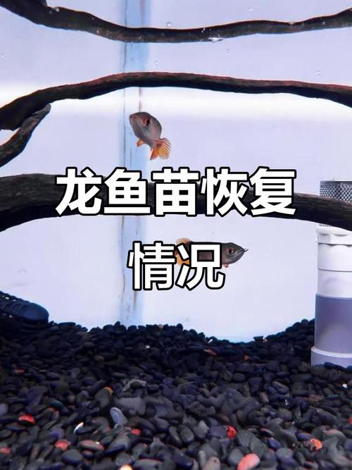 有沒有小型的龍魚苗圖片