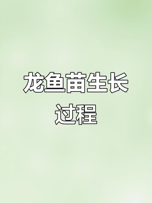 有沒有小型的龍魚苗圖片