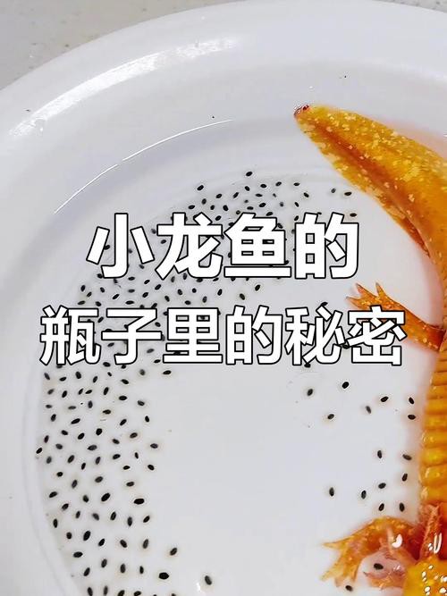 有沒有小型的龍魚苗圖片