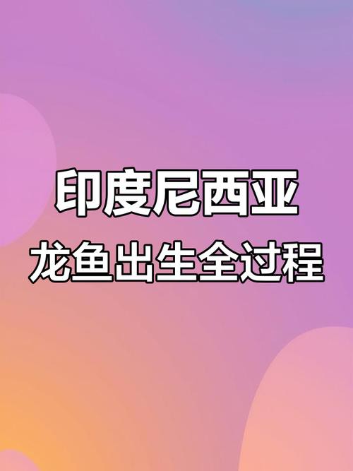 有沒有小型的龍魚苗圖片