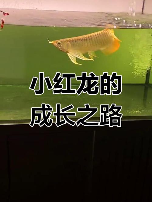 有沒有小型的龍魚苗圖片