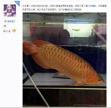 幾十萬的金龍魚是真的嗎嗎：幾十萬的金龍魚是真的嗎，需要注意的是金龍魚的信息