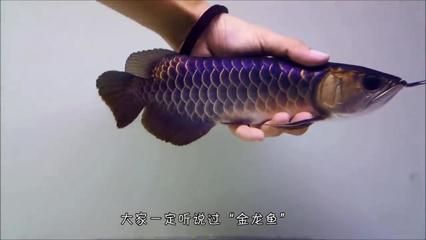 為啥龍魚那么貴呢：為什么龍魚那么貴？