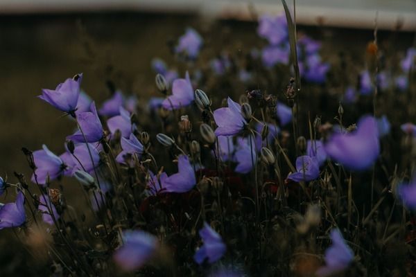 金龍魚要24小時(shí)開燈嗎（金龍魚不需要24小時(shí)開燈）