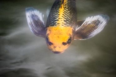 金龍魚要24小時(shí)開燈嗎（金龍魚不需要24小時(shí)開燈）