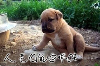 金龍魚被咬了怎么辦：金龍魚被咬傷了怎么辦