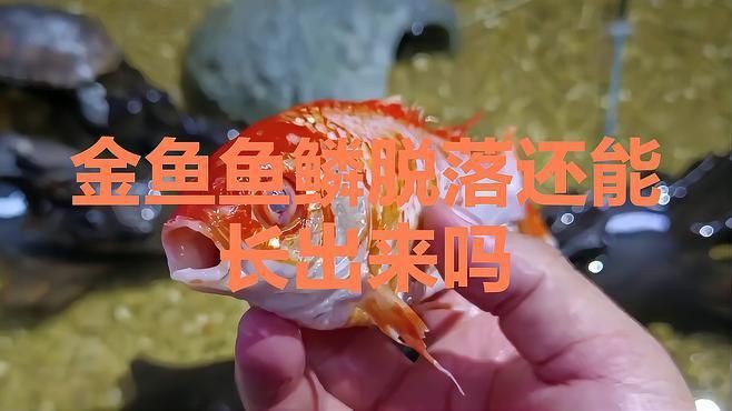 金魚炸鱗自愈后還會復發嗎？