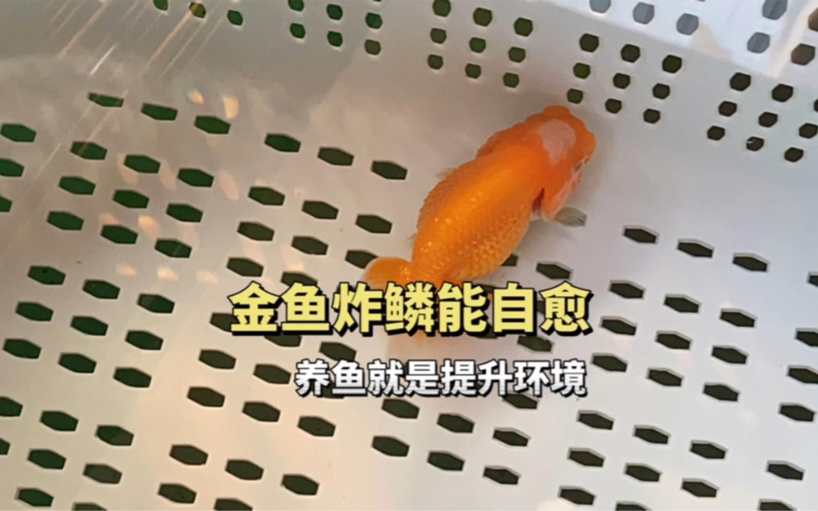 金魚炸鱗自愈后還會復發嗎？