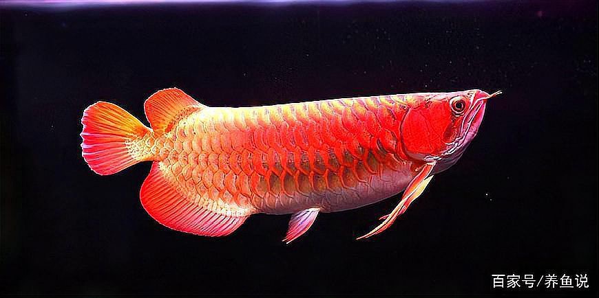 紅尾金龍魚(yú)價(jià)格及圖片