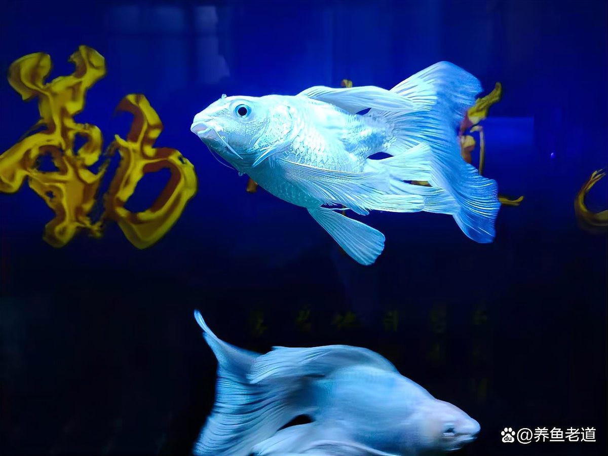 哪種藥物是龍魚檢疫的必備品？