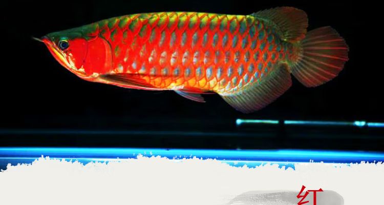 紅龍魚(yú)金龍魚(yú)壁畫（紅龍魚(yú)和金龍魚(yú)的壁畫設(shè)計(jì)）