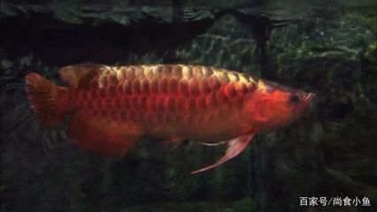 北京龍魚價格查詢表（北京龍魚價格查詢表詳細信息：北京龍魚價格有所上漲）
