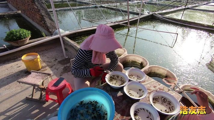 杭州金龍魚(yú)熱帶魚(yú)養(yǎng)殖基地在哪里啊，杭州金龍魚(yú)熱帶魚(yú)養(yǎng)殖基地