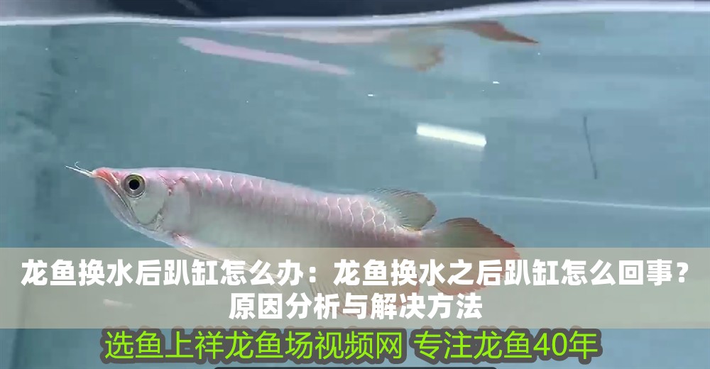 龍魚換水后趴缸怎么辦：龍魚換水之后趴缸怎么回事？原因分析與解決方法