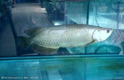 你知道銀龍魚長什么樣：銀龍魚是一種常見的淡水魚類，以其優雅的體態和亮麗的顏色而聞名