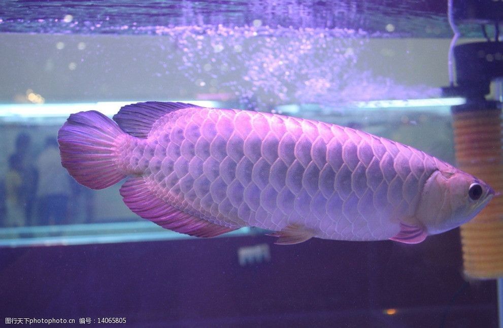 你知道銀龍魚長(zhǎng)什么樣：銀龍魚是一種常見的淡水魚類，以其優(yōu)雅的體態(tài)和亮麗的顏色而聞名