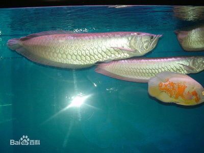 你知道銀龍魚長什么樣：銀龍魚是一種常見的淡水魚類，以其優雅的體態和亮麗的顏色而聞名