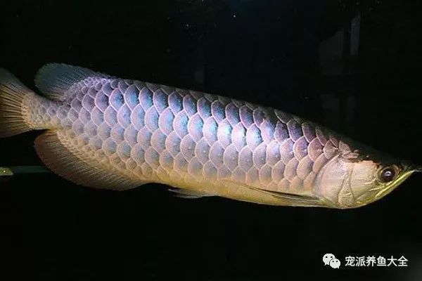 龍魚腦袋上起白包：龍魚腦袋上起白包可能是由于多種原因引起的